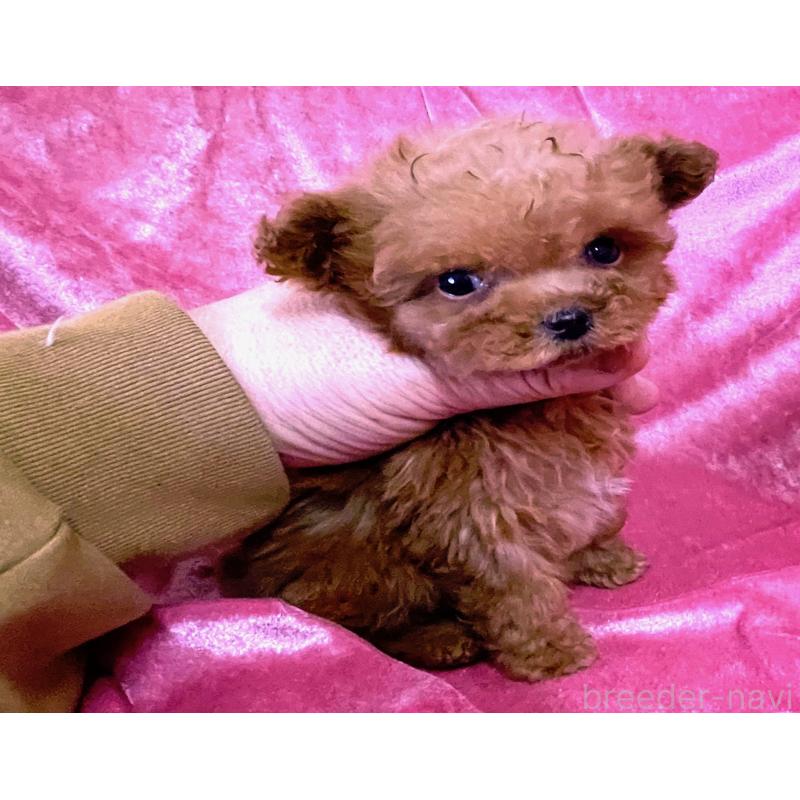 販売中の大阪府のティーカッププードル-451593の4枚目