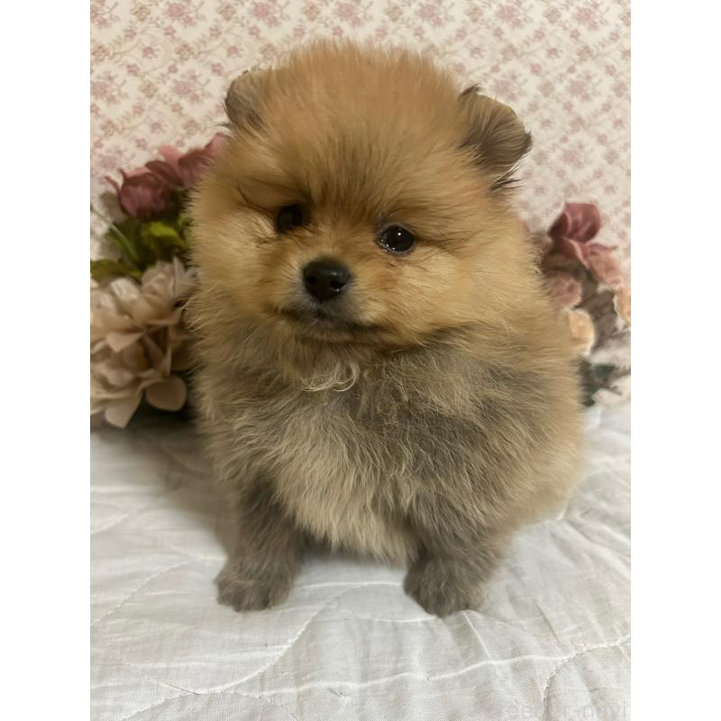 販売中の大阪府のポメラニアン-451592の4枚目