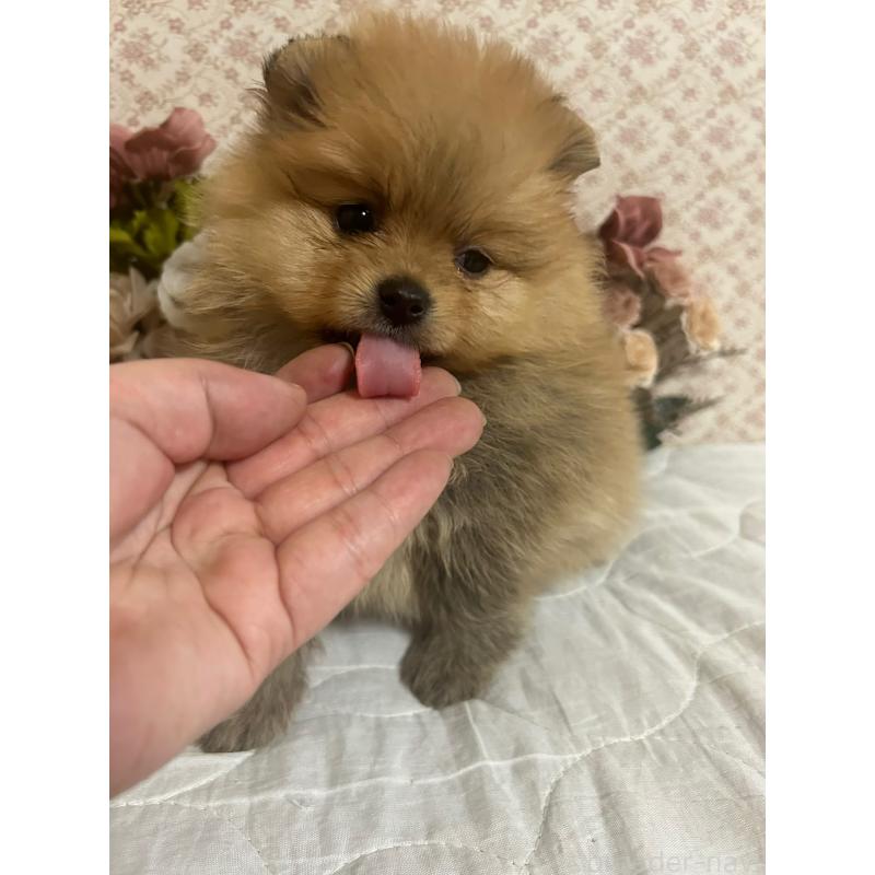 販売中の大阪府のポメラニアン-451592の3枚目