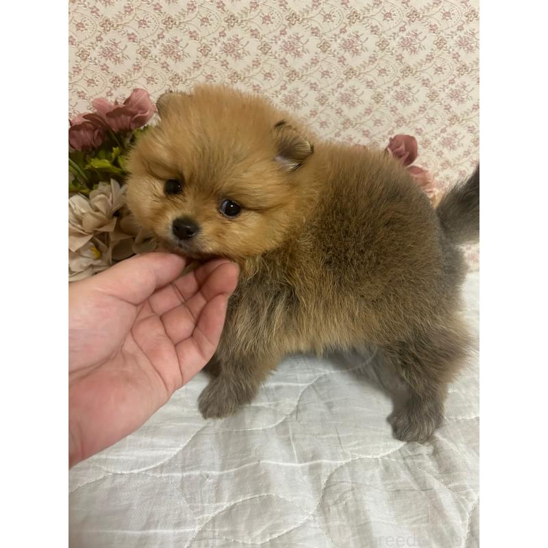 販売中の大阪府のポメラニアン-451592の2枚目