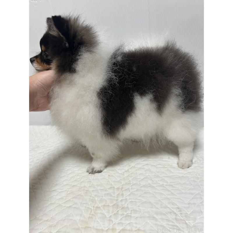 販売中の大阪府のポメラニアン-426460の2枚目