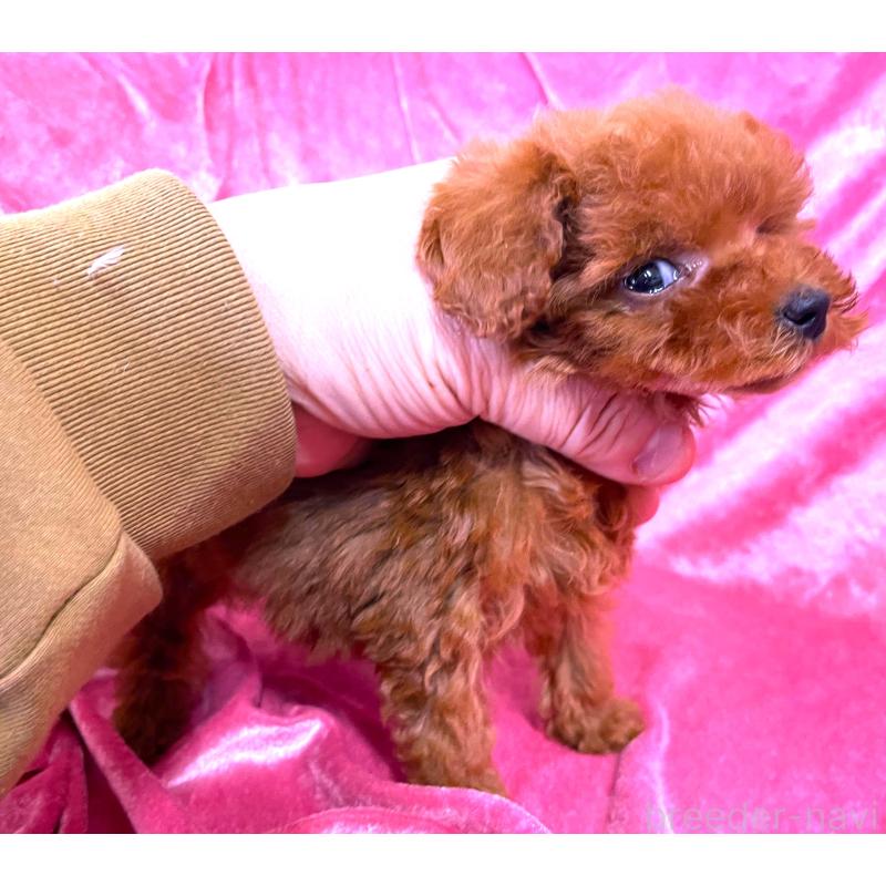 販売中の大阪府のティーカッププードル-451594の4枚目