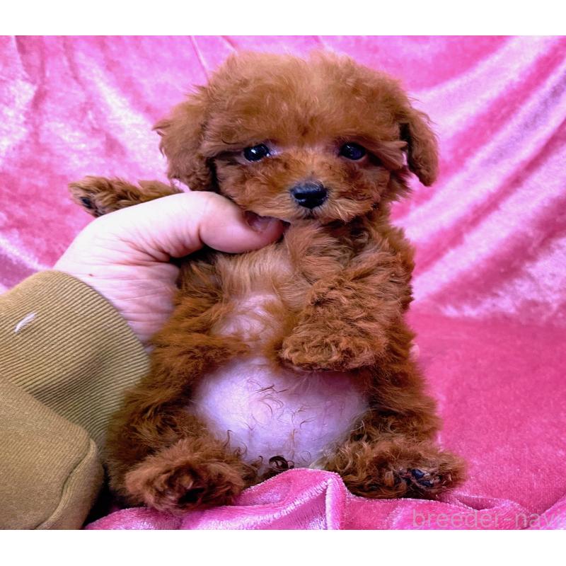 販売中の大阪府のティーカッププードル-451594の2枚目