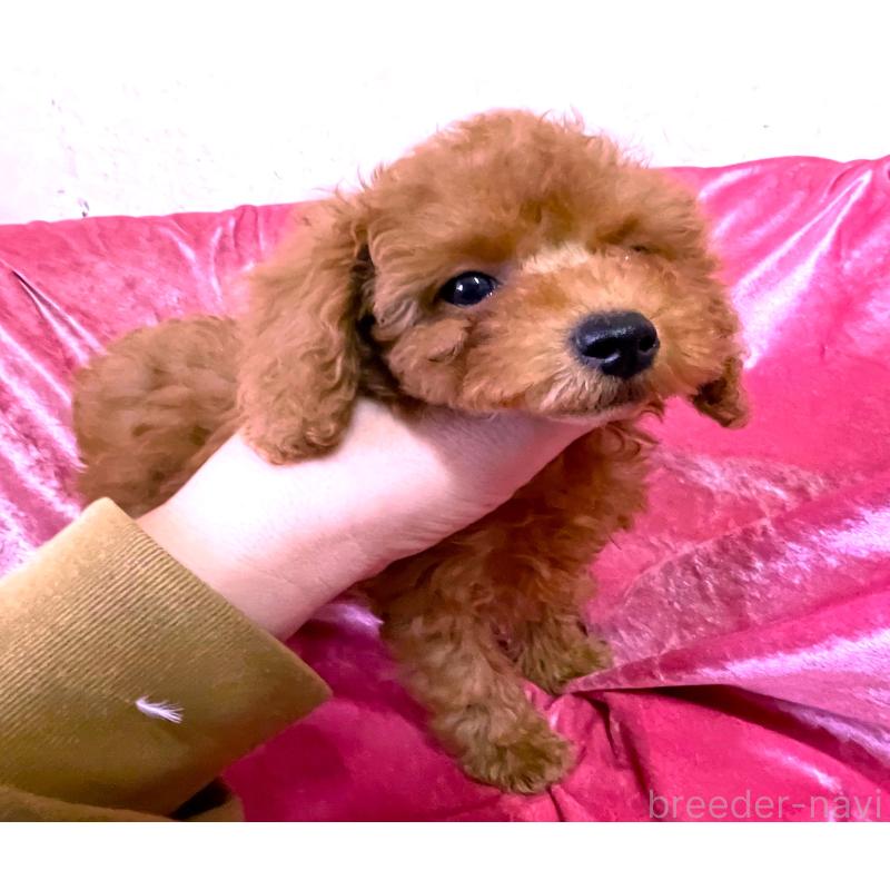 販売中の大阪府のタイニープードル-451595の4枚目