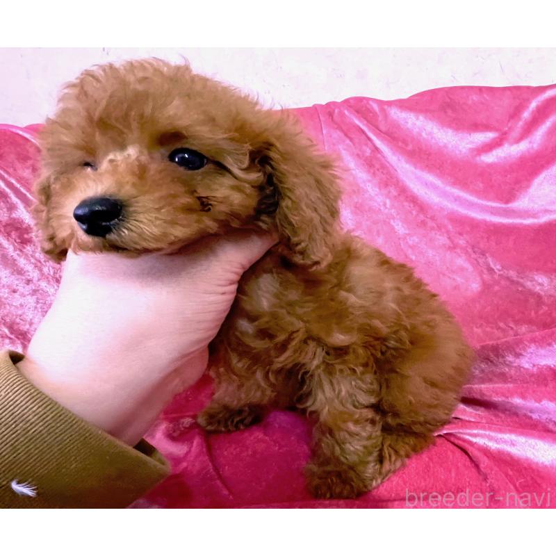 販売中の大阪府のタイニープードル-451595の3枚目