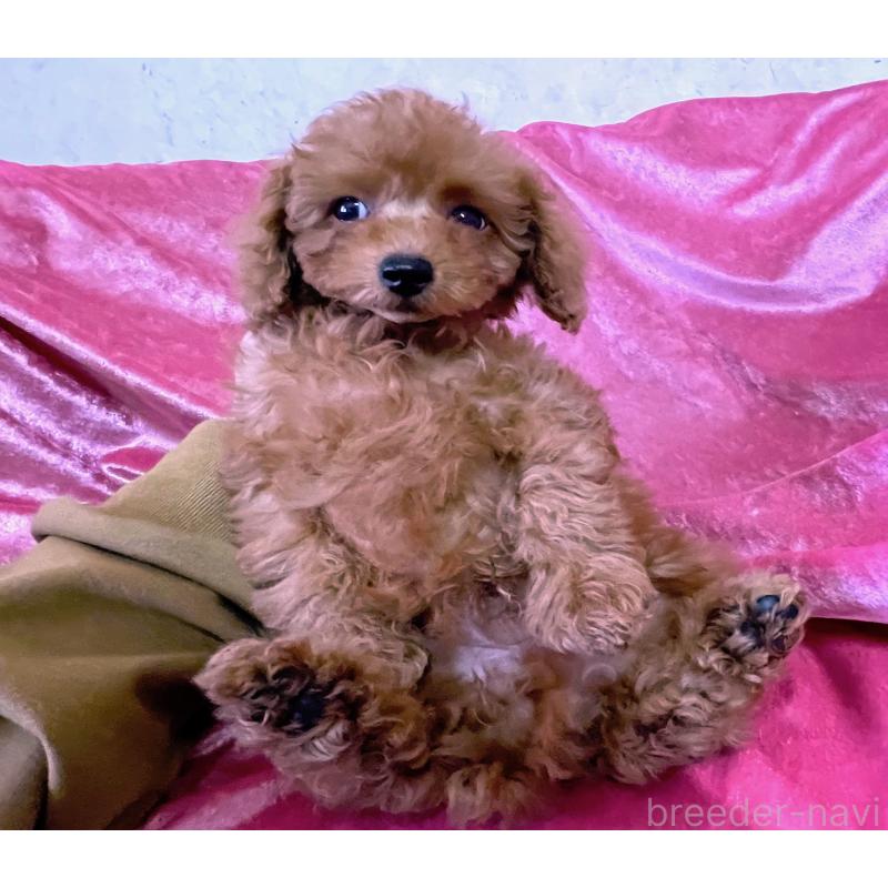 販売中の大阪府のタイニープードル-451595の2枚目