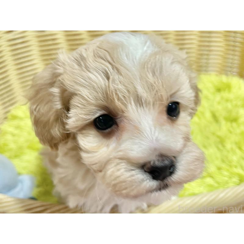 販売中の秋田県のマルプー:マルチーズ×トイプードル-451598の18枚目