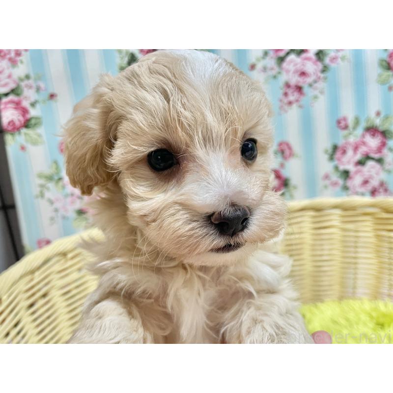 販売中の秋田県のマルプー:マルチーズ×トイプードル-451598の16枚目