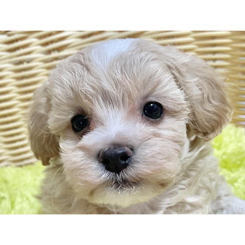 販売中の秋田県のマルプー:マルチーズ×トイプードル-451598の14枚目