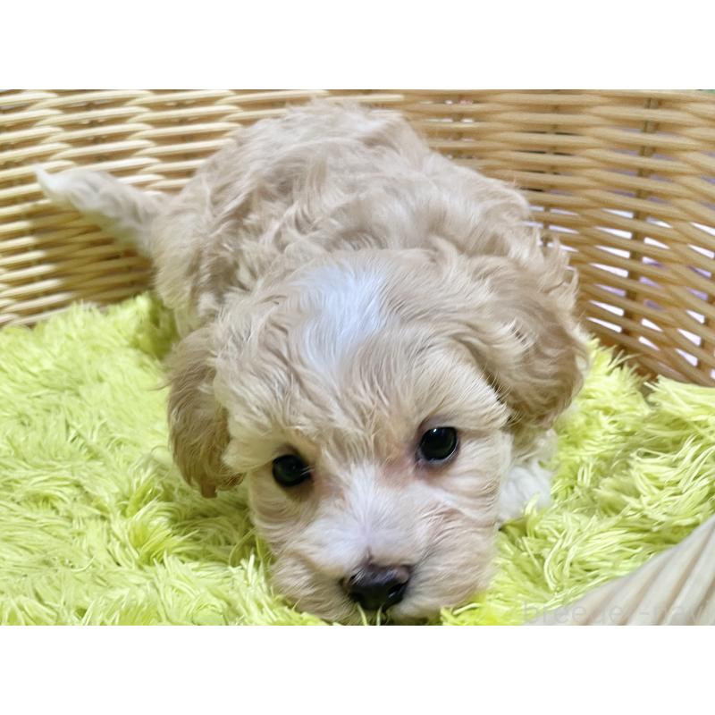 販売中の秋田県のマルプー:マルチーズ×トイプードル-451598の13枚目