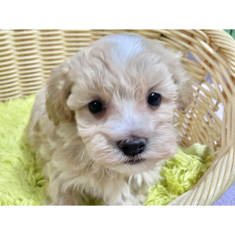 販売中の秋田県のマルプー:マルチーズ×トイプードル-451598の12枚目