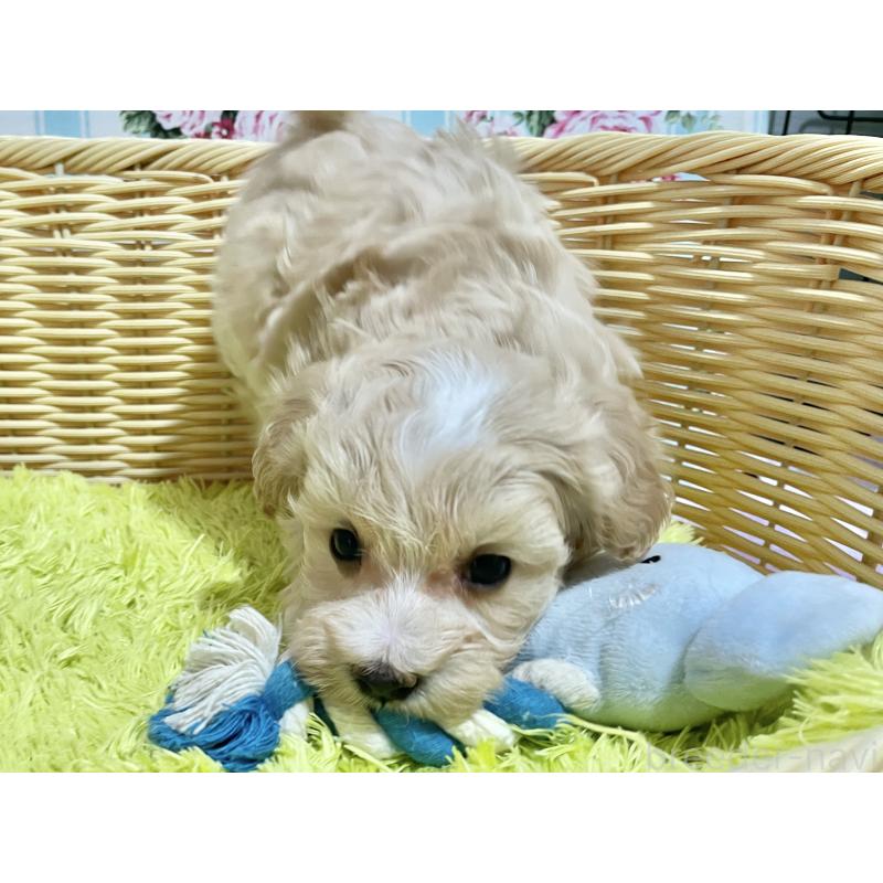 販売中の秋田県のマルプー:マルチーズ×トイプードル-451598の10枚目