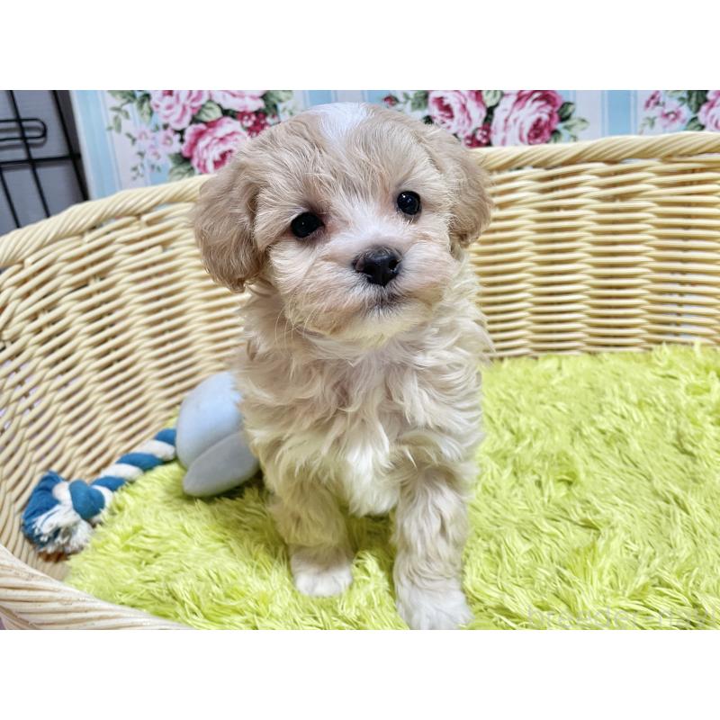 販売中の秋田県のマルプー:マルチーズ×トイプードル-451598の8枚目