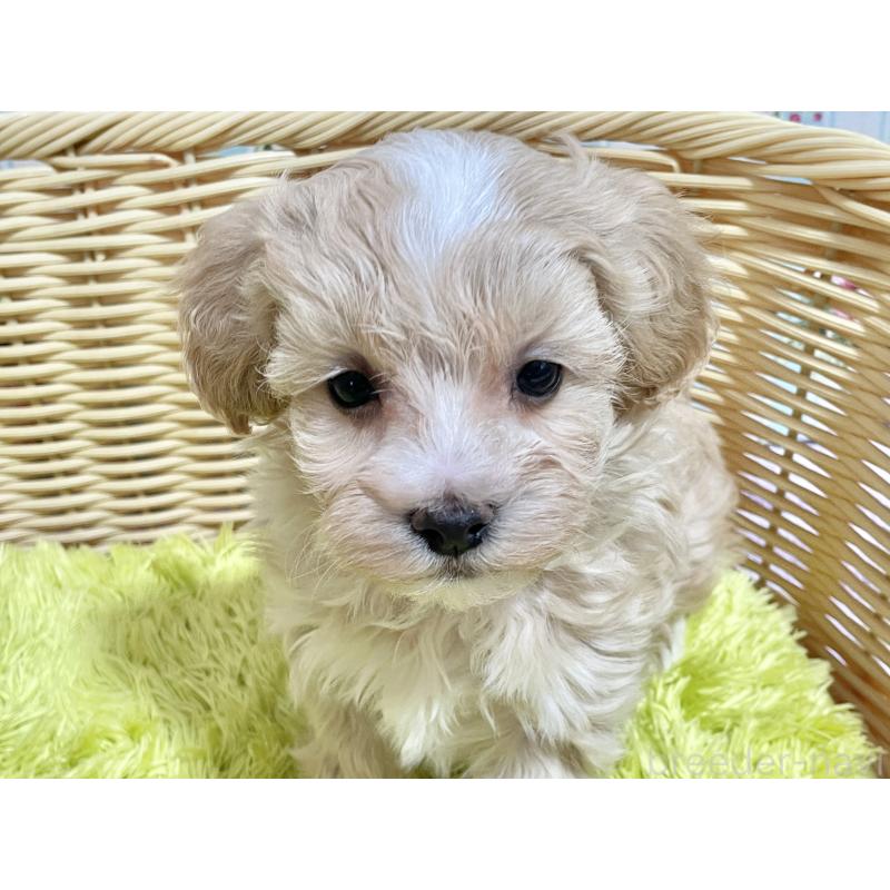販売中の秋田県のマルプー:マルチーズ×トイプードル-451598の7枚目
