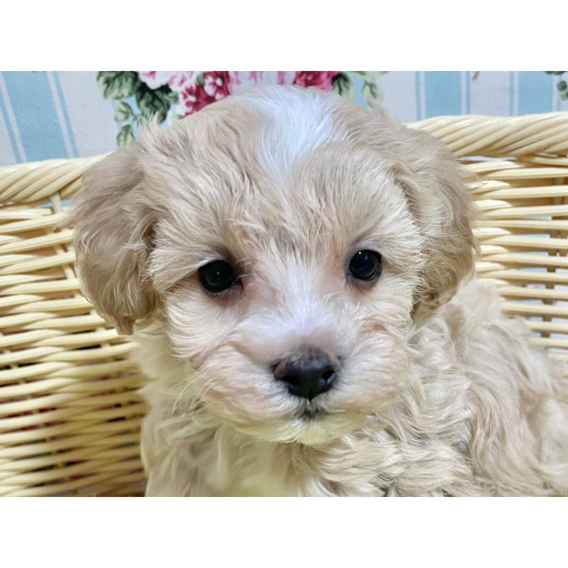 販売中の秋田県のマルプー:マルチーズ×トイプードル-451598の6枚目