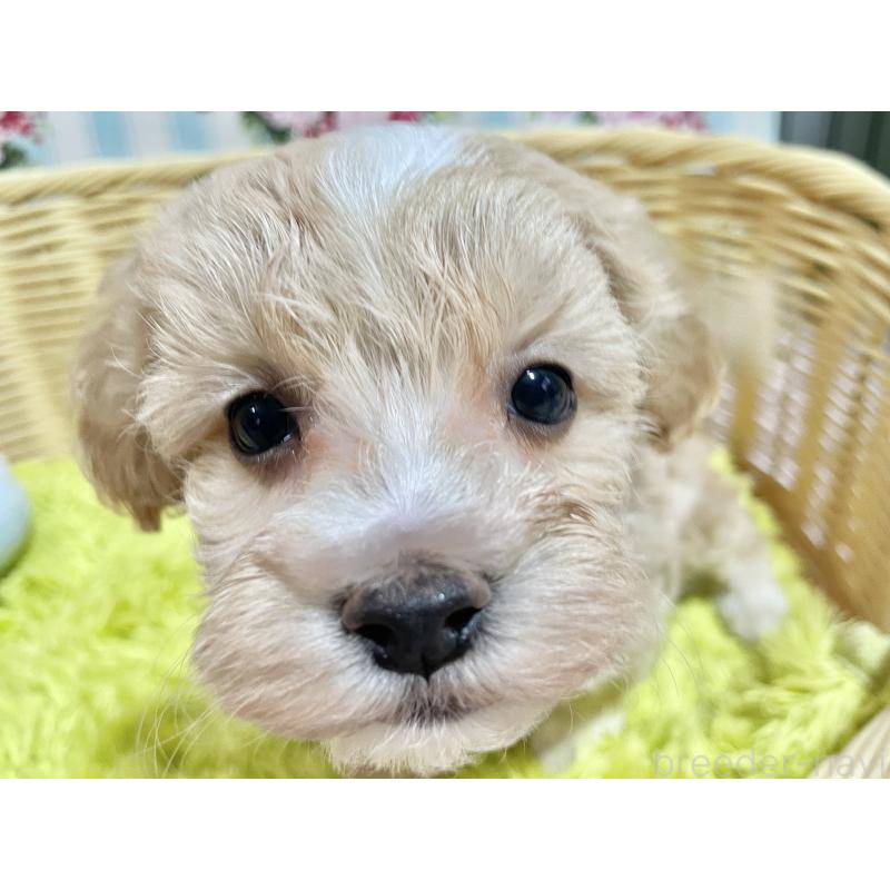 販売中の秋田県のマルプー:マルチーズ×トイプードル-451598の4枚目