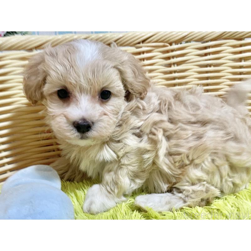 販売中の秋田県のマルプー:マルチーズ×トイプードル-451598の3枚目