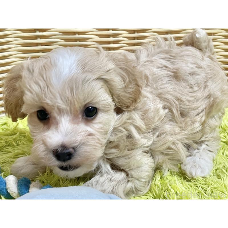 販売中の秋田県のマルプー:マルチーズ×トイプードル-451598の2枚目