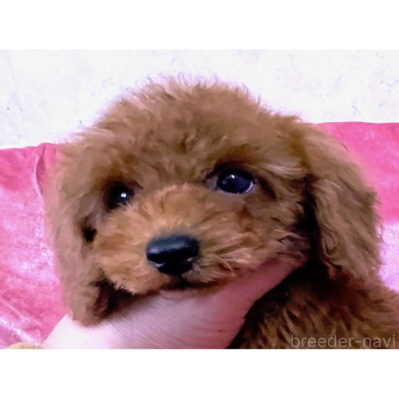 販売中の大阪府のタイニープードル-451596の5枚目