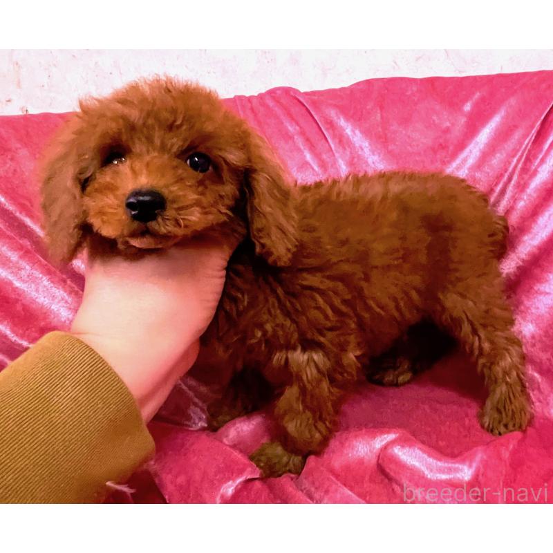 販売中の大阪府のタイニープードル-451596の3枚目