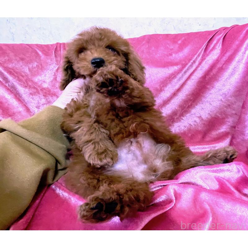 販売中の大阪府のタイニープードル-451596の2枚目