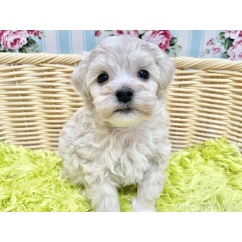 販売中の秋田県のマルプー:マルチーズ×トイプードル-451597の6枚目