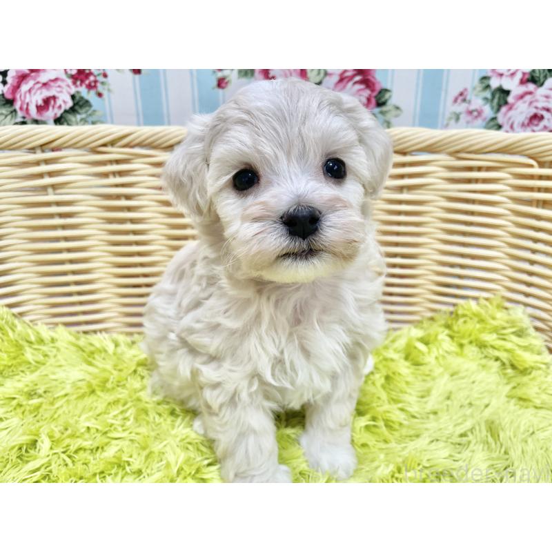 販売中の秋田県のマルプー:マルチーズ×トイプードル-451597の5枚目