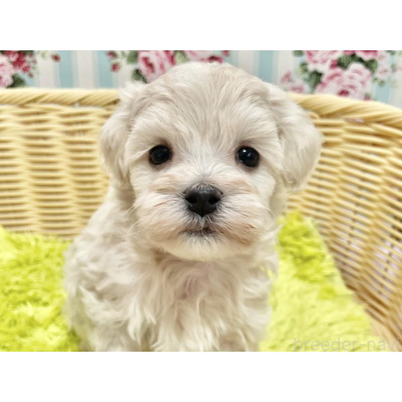 販売中の秋田県のマルプー:マルチーズ×トイプードル-451597の4枚目