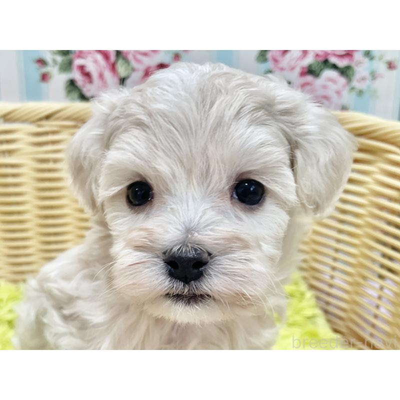 販売中の秋田県のマルプー:マルチーズ×トイプードル-451597の3枚目