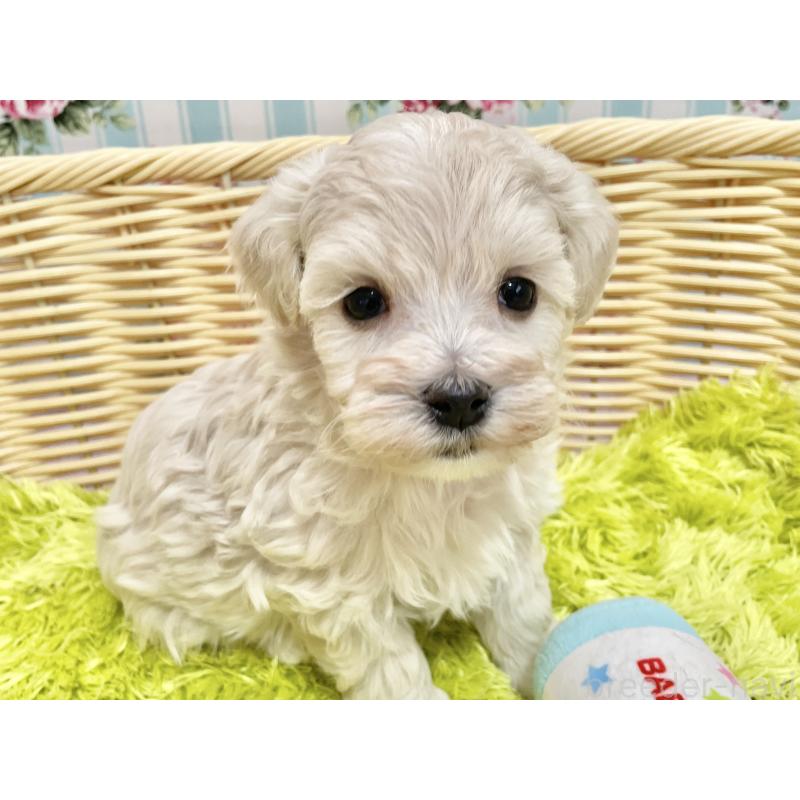 販売中の秋田県のマルプー:マルチーズ×トイプードル-451597の2枚目