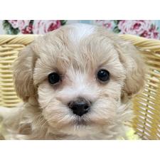 オンライン見学