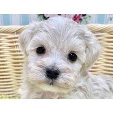 ♀︎マルプー:マルチーズ×トイプードル