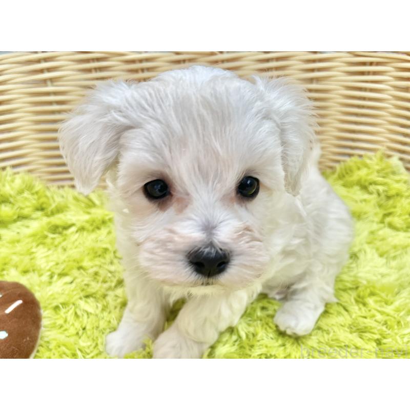 販売中の秋田県のマルプー:マルチーズ×トイプードル-451599の12枚目