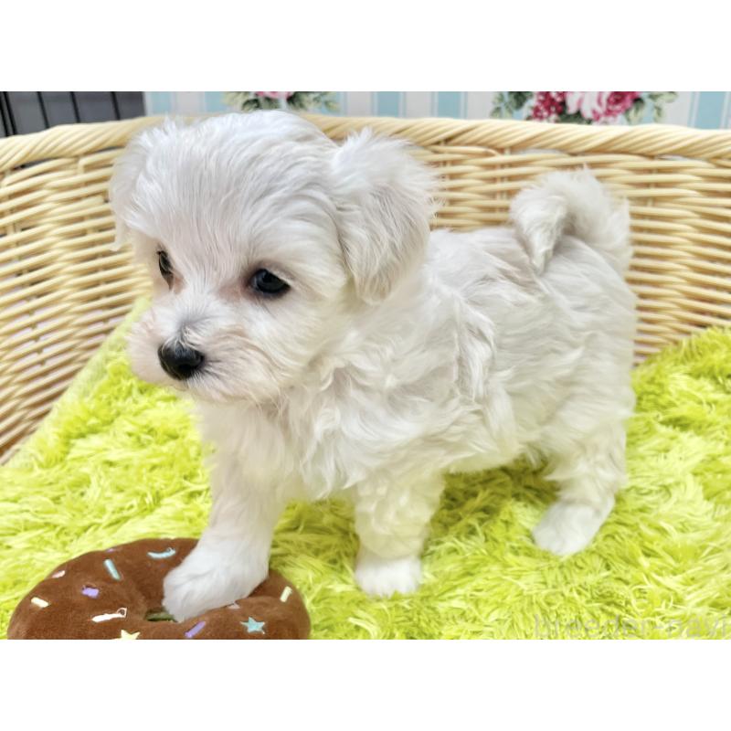 販売中の秋田県のマルプー:マルチーズ×トイプードル-451599の10枚目