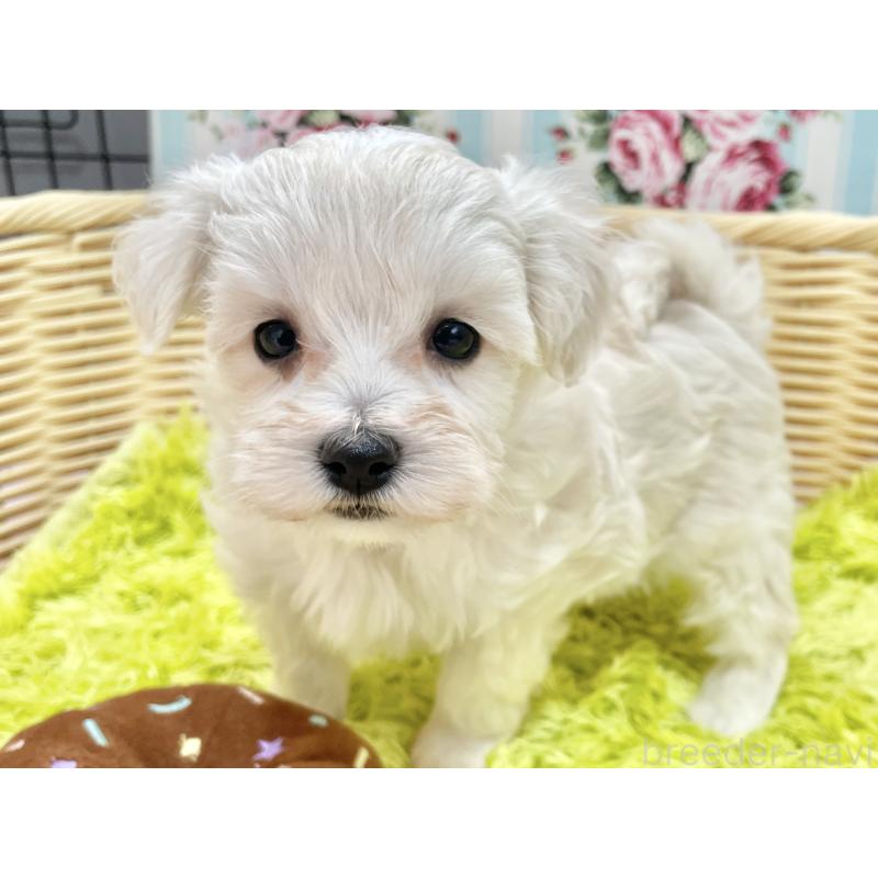 販売中の秋田県のマルプー:マルチーズ×トイプードル-451599の9枚目