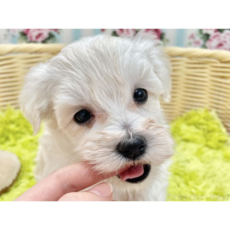 販売中の秋田県のマルプー:マルチーズ×トイプードル-451599の8枚目