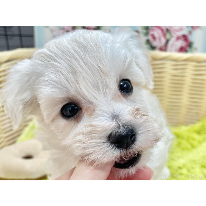 販売中の秋田県のマルプー:マルチーズ×トイプードル-451599の6枚目