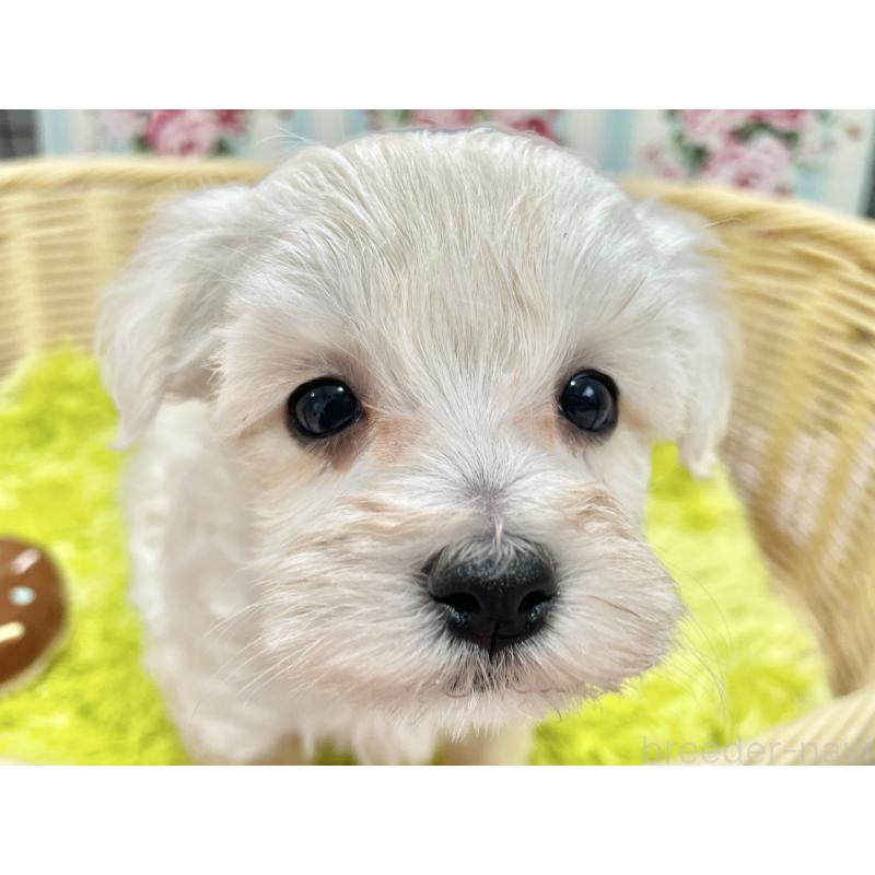販売中の秋田県のマルプー:マルチーズ×トイプードル-451599の4枚目