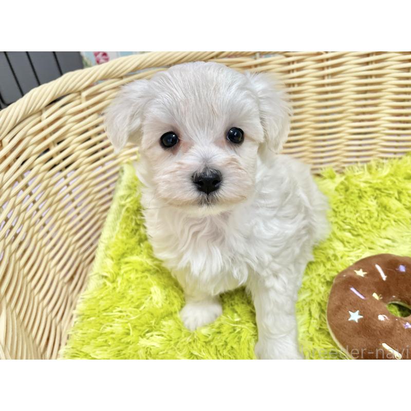 販売中の秋田県のマルプー:マルチーズ×トイプードル-451599の2枚目