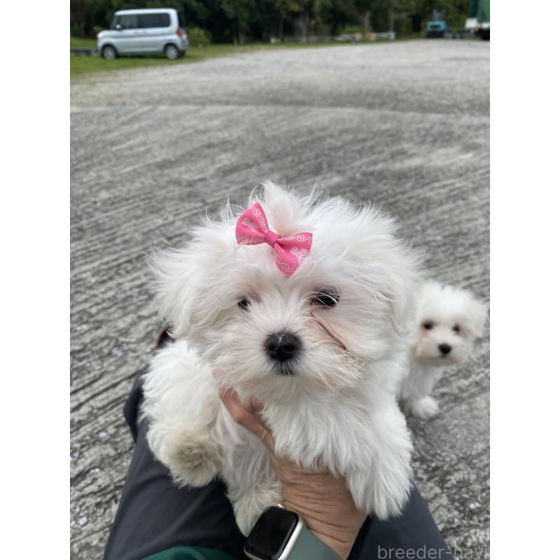 販売中の沖縄県のマルチーズ-451600の2枚目