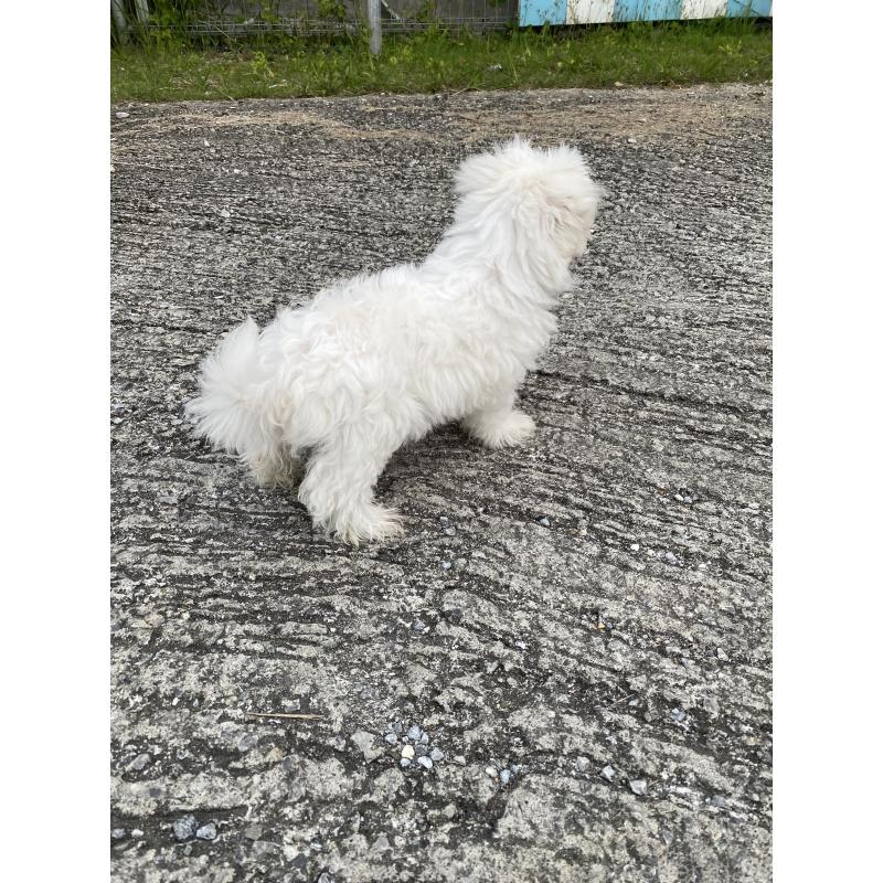 販売中の沖縄県のマルチーズ-451601の5枚目