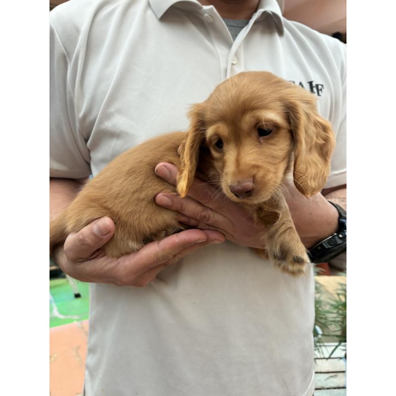 販売中の沖縄県のミニチュアダックスフンド(ロングヘアード)-451602の5枚目