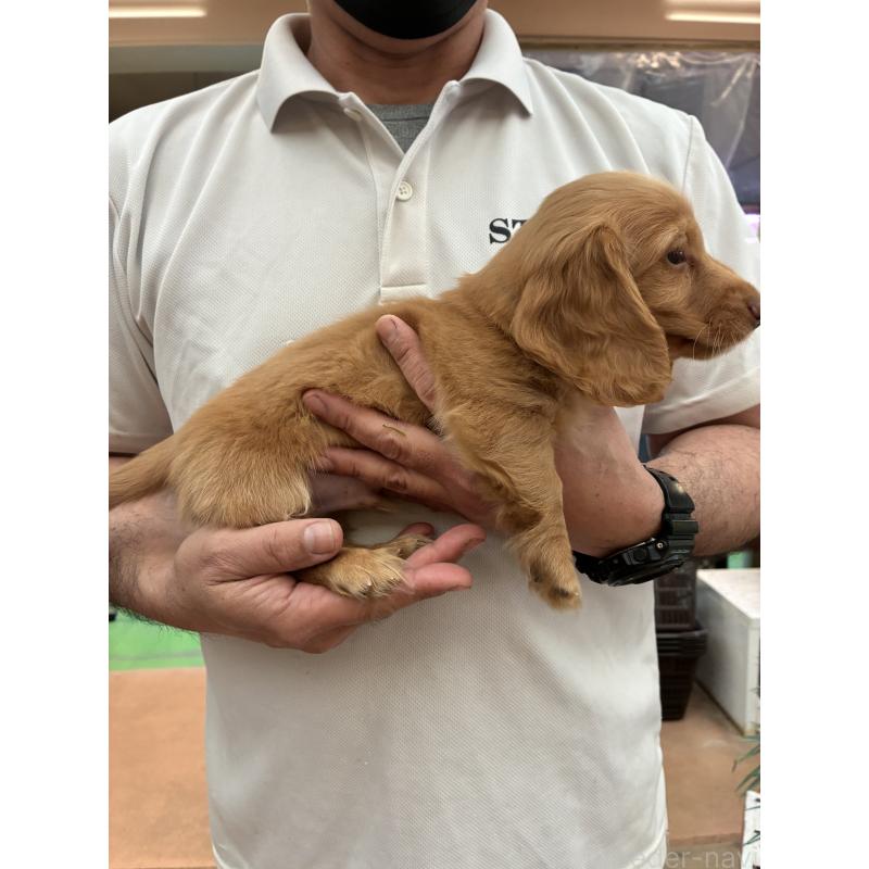 販売中の沖縄県のミニチュアダックスフンド(ロングヘアード)-451602の4枚目