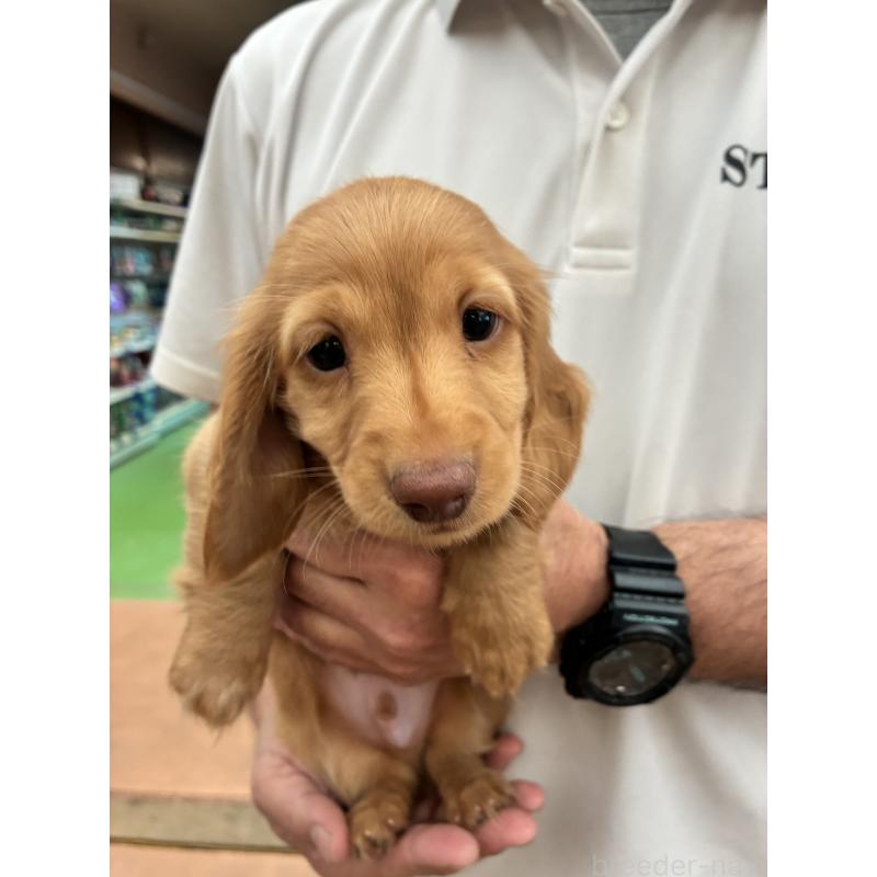 販売中の沖縄県のミニチュアダックスフンド(ロングヘアード)-451602の3枚目