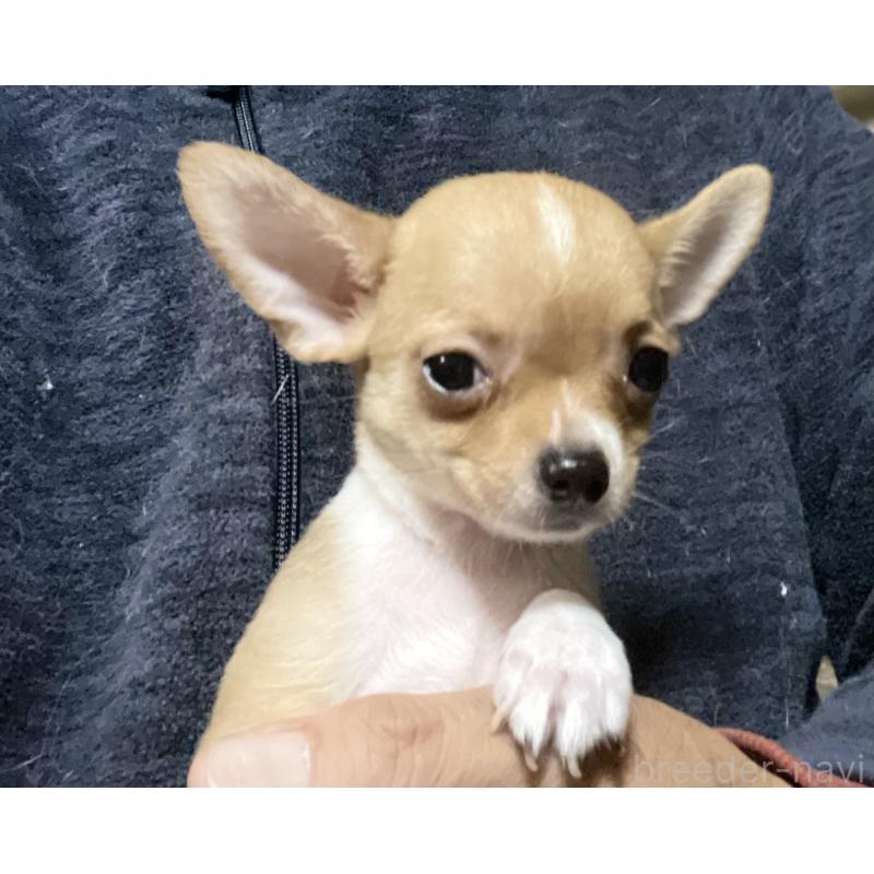 販売中の埼玉県のチワワ(スムースコート)-442659の5枚目