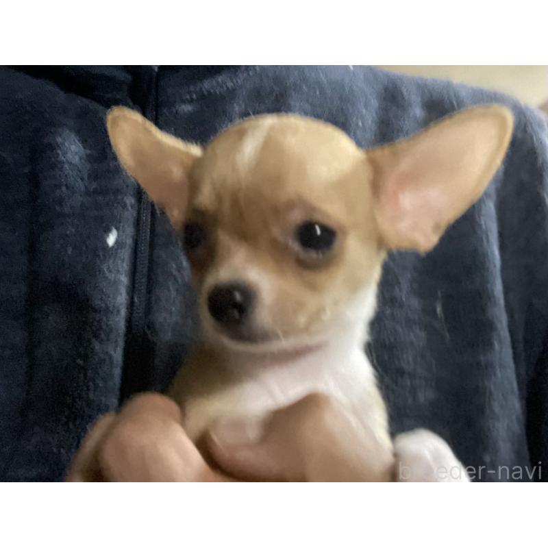 販売中の埼玉県のチワワ(スムースコート)-442659の4枚目