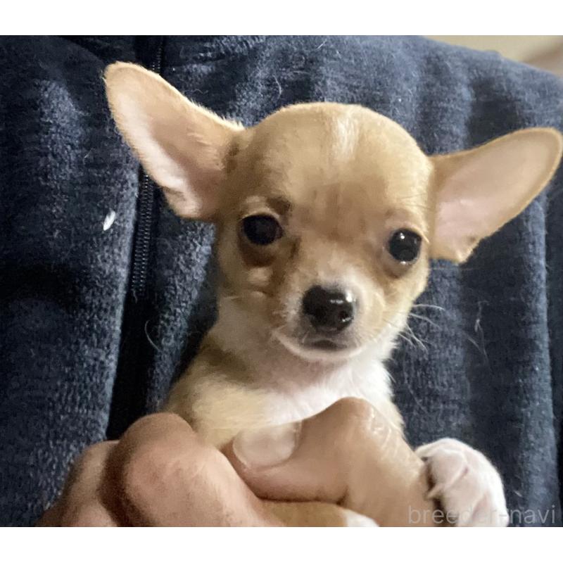 販売中の埼玉県のチワワ(スムースコート)-442659の3枚目