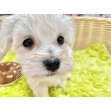 ♀︎マルプー:マルチーズ×トイプードル