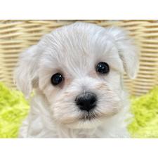 ♀︎マルプー:マルチーズ×トイプードル