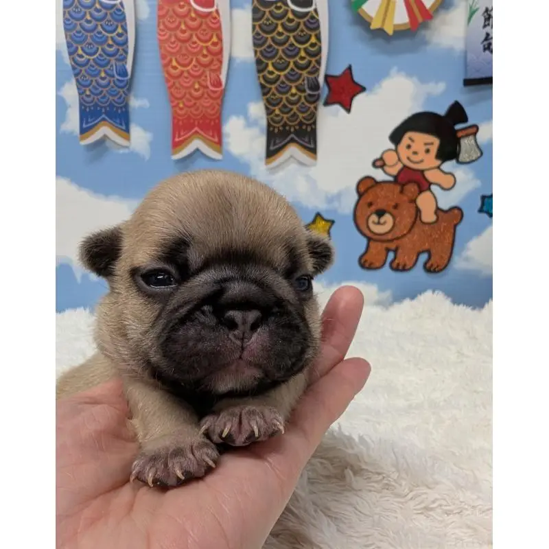 販売中の岐阜県のフレンチブルドッグ-451382の6枚目